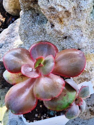 Echeveria Big Red