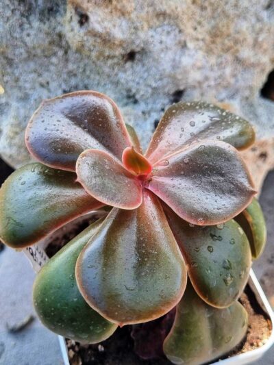 Echeveria Mahogany - Зображення 2