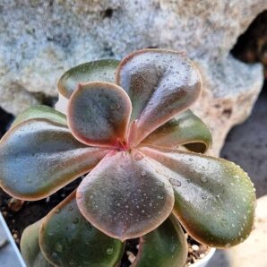 Echeveria Mahogany