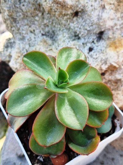 Echeveria Silk Veil - Зображення 3