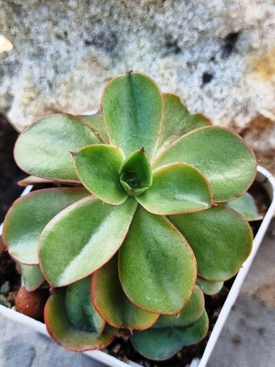 Echeveria Silk Veil - Зображення 2