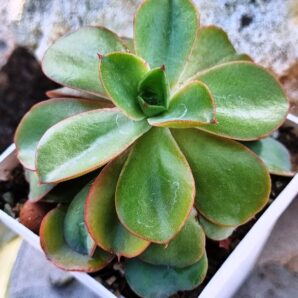 Echeveria Silk Veil