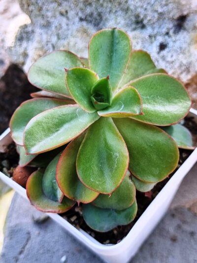 Echeveria Silk Veil