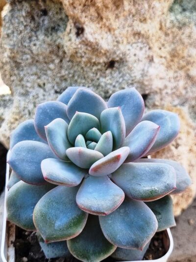 Echeveria Jelly Jem Red - Зображення 2