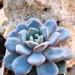 Echeveria Jelly Jem Red