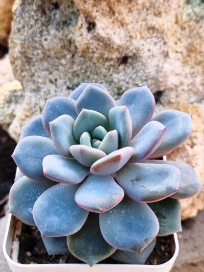 Echeveria Jelly Jem Red