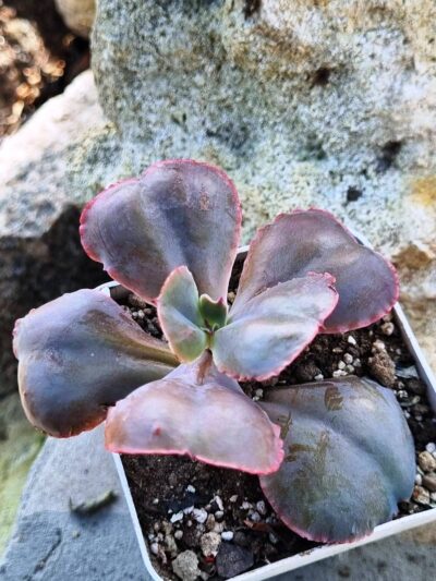 Echeveria Gibbiflora Night Fire - Зображення 2