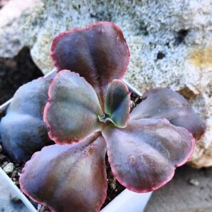 Echeveria Gibbiflora Night Fire