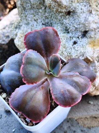 Echeveria Gibbiflora Night Fire