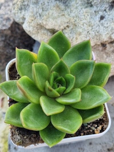 Echeveria agavoides Mira - Зображення 2
