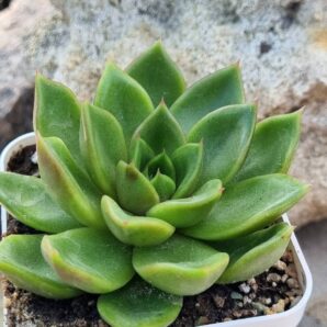 Echeveria agavoides Mira
