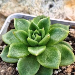 Echeveria Gilva