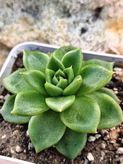Echeveria Gilva