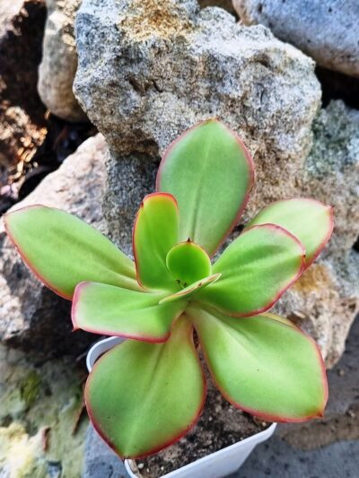 Echeveria Red Finkle - Зображення 2