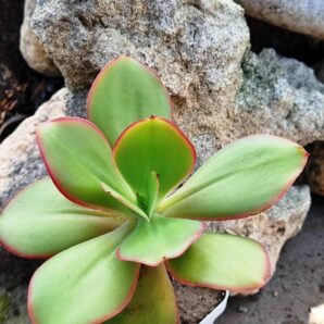 Echeveria Red Finkle