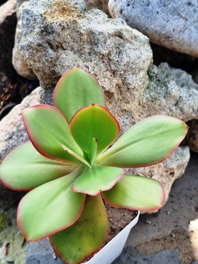 Echeveria Red Finkle