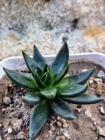 Echeveria Black Knight