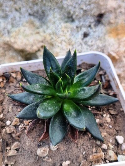 Echeveria Black Knight - Зображення 2