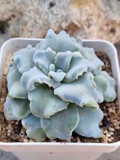Echeveria Crispate Beauty - Зображення 2