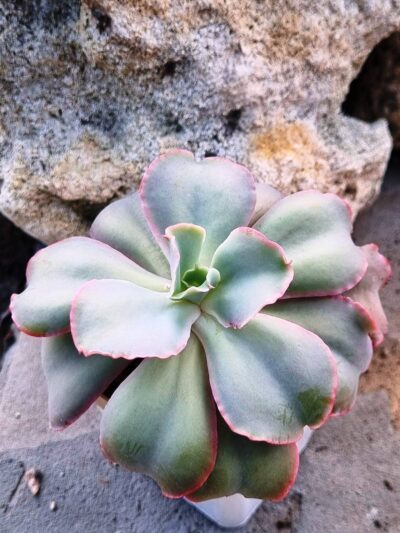 Echeveria Giant Blue - Зображення 2
