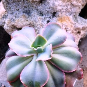 Echeveria Giant Blue