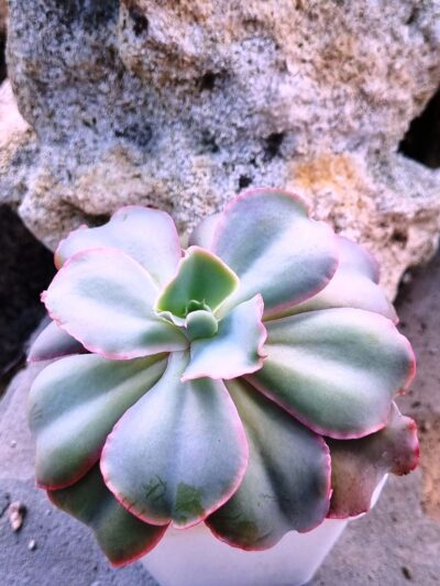 Echeveria Giant Blue