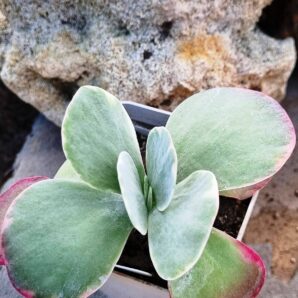 Kalanchoe Thyrsiflora var