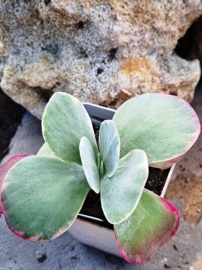 Kalanchoe Thyrsiflora var
