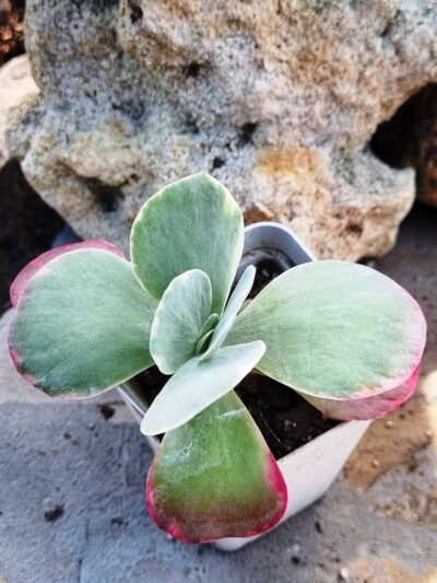Kalanchoe Thyrsiflora var - Зображення 2