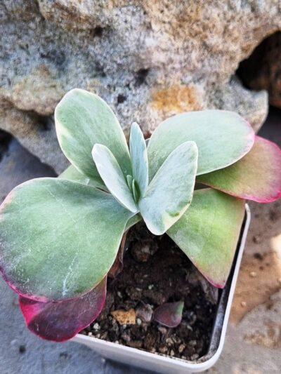 Kalanchoe Thyrsiflora var - Зображення 3