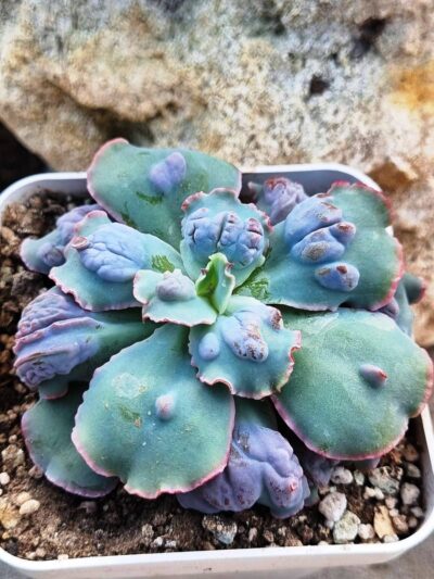 Echeveria Midway - Зображення 2