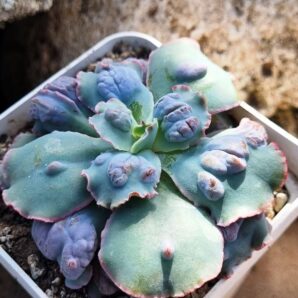 Echeveria Midway