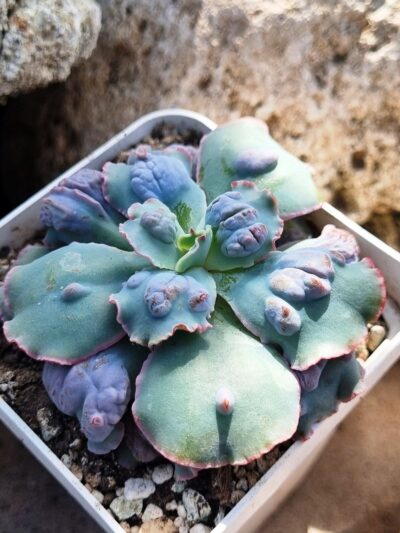 Echeveria Midway