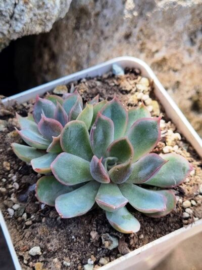Echeveria Western Blue - Зображення 2