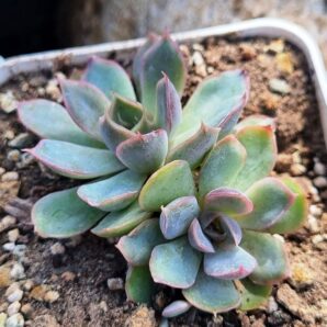 Echeveria Western Blue
