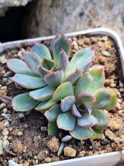 Echeveria Western Blue