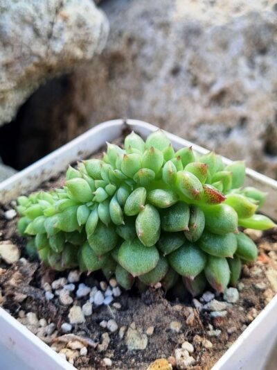 Echeveria Red King cristata Korean - Зображення 3
