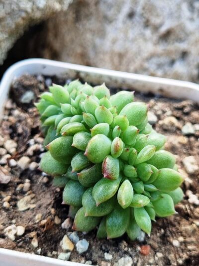Echeveria Red King cristata Korean - Зображення 2