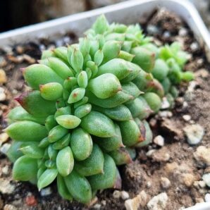 Echeveria Red King cristata Korean