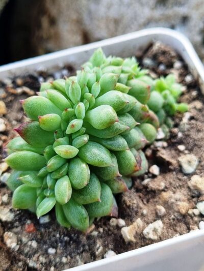 Echeveria Red King cristata Korean
