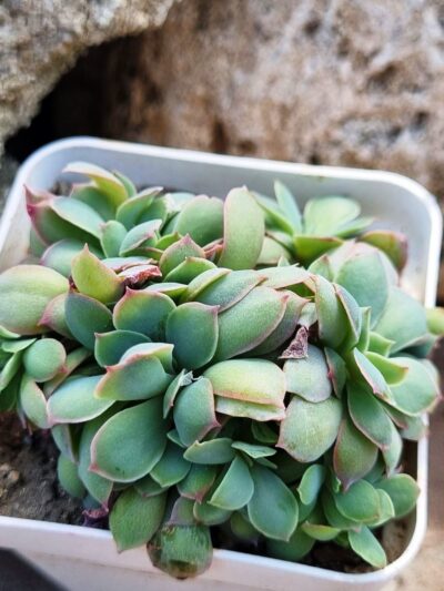 Echeveria Trumpet Pinky cristata - Зображення 2