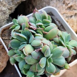 Echeveria Trumpet Pinky cristata