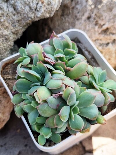 Echeveria Trumpet Pinky cristata