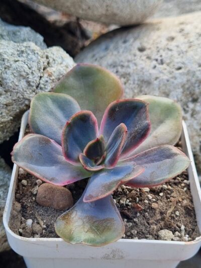 Echeveria Goiabinha variegata - Зображення 2