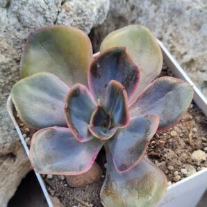 Echeveria Goiabinha variegata