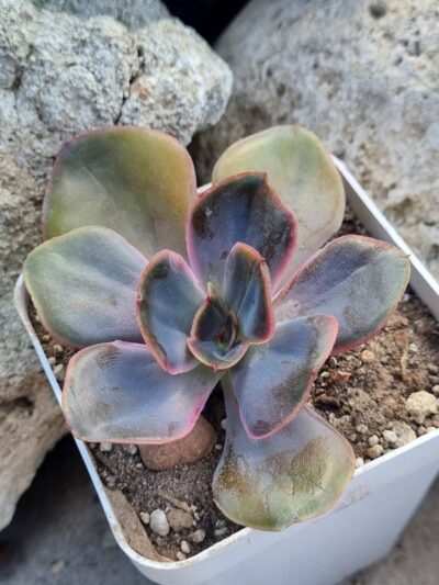 Echeveria Goiabinha variegata