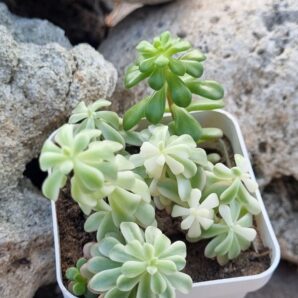 Sedum Joyce Tulloch variegata
