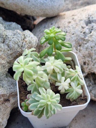 Sedum Joyce Tulloch variegata