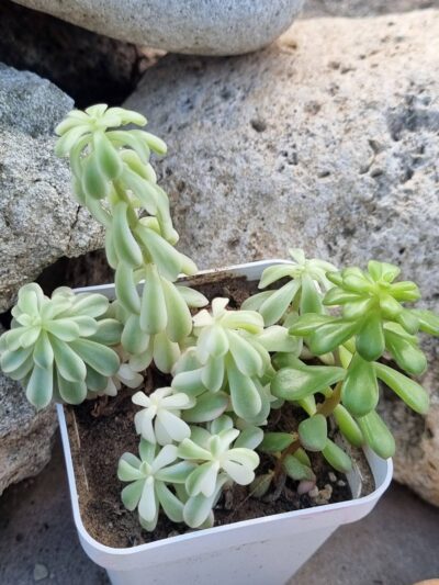 Sedum Joyce Tulloch variegata - Зображення 2