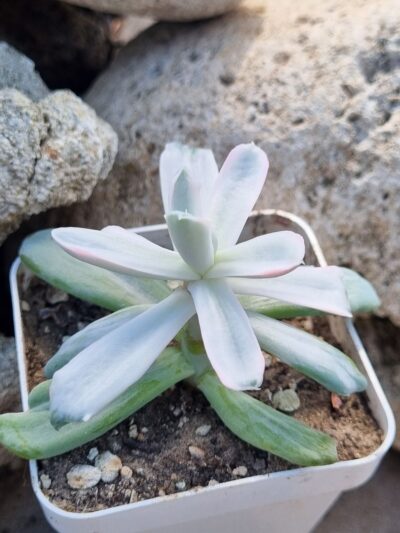 Echeveria Berserk mutations variegata - Зображення 3
